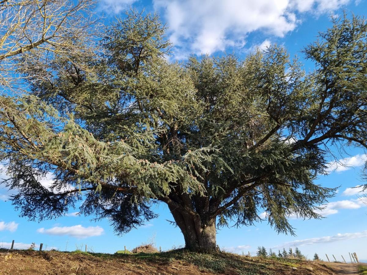 L'Oeil De Carcassonne Villa Caudebronde Eksteriør billede
